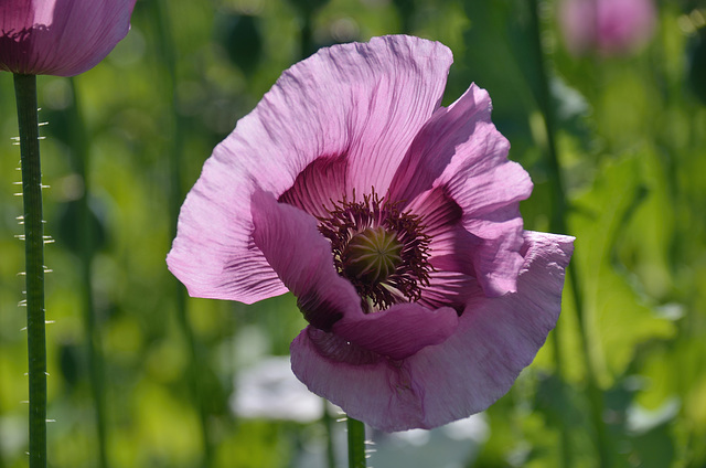 Mohn