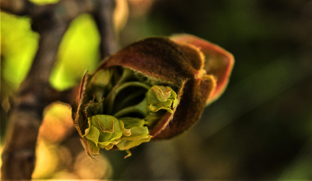 Springing And Budding