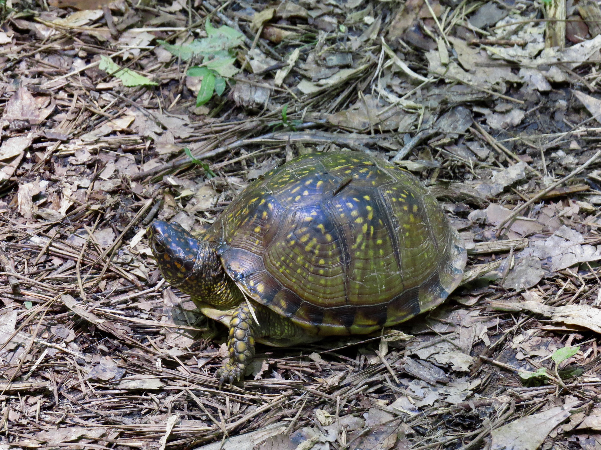 Box turtle