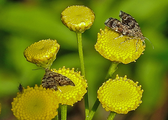 20210831 2673CPw [D~LIP] Rainfarn (Tanacetum vulgare), Brennnessel-Spreizflügelfalter (Anthophila fabriciana), Insekt, UWZ, Bad Salzuflen