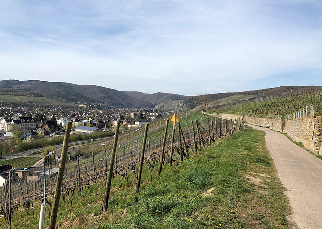 Gruß aus den Weinbergen