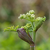 Cow Parsley Flowers Emerging