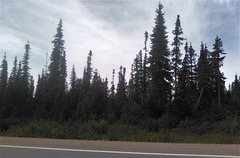 Épinettes noires du Labrador