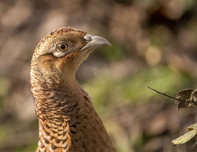 Pheasant