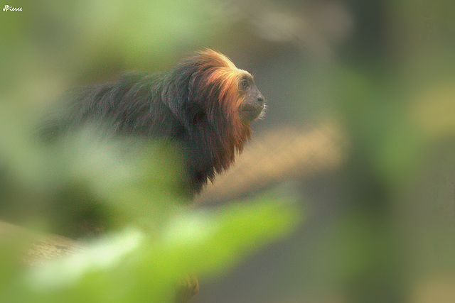 Tamarin