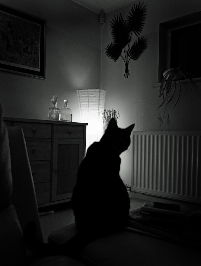 SiJ Day 21 The Cat Shot