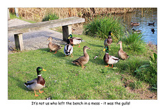 Messy Mallards - no - it wasn't us - The Drove Pond - Newhaven - 27.10.2015