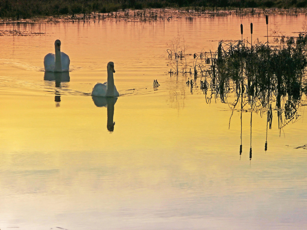 Swanning Off Into The Sunset