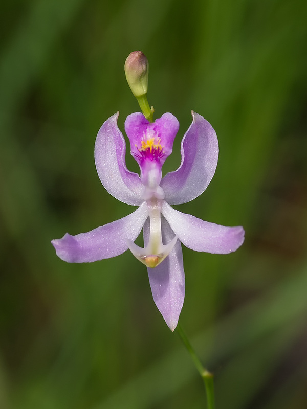 Calopogon pallidus (Pale Grass-pink orchid)