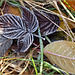 In our back yard this morning after a few degrees of frost overnight.