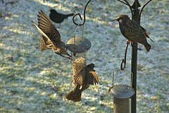 This mornings noisy Starlings!!