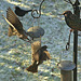 This mornings noisy Starlings!!