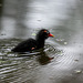 Moorhen chick