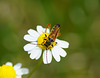 Strenopterus rufus (Braurötlicher Spitzdeckenbock)