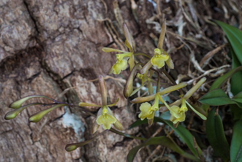 Epidendrum magnoliae (Green-fly orchid)