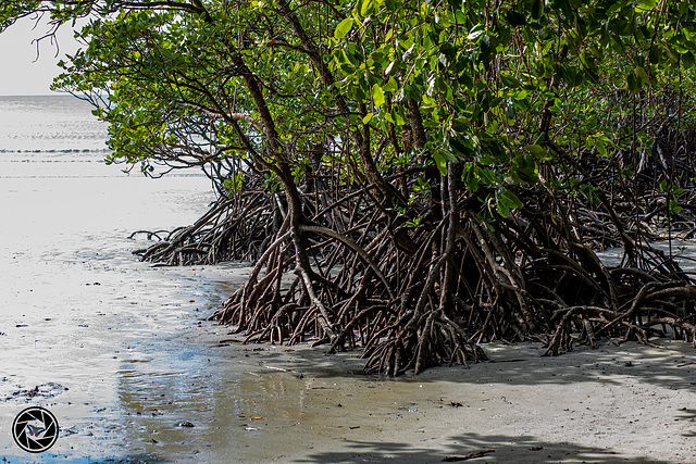 Mangroves