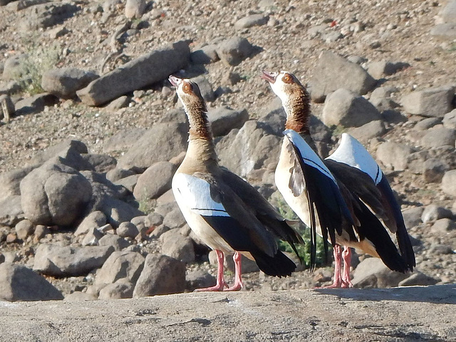 Egyptian geese