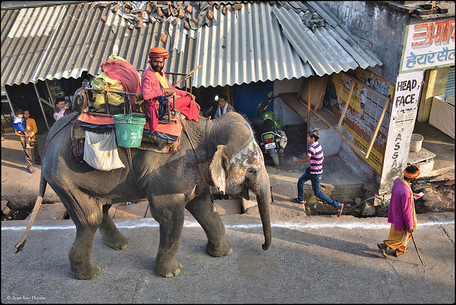 Bénédiction à coups de trompe Bénédiction à coups de trompe