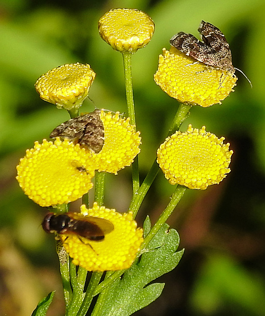 20210831 2674CPw [D~LIP] Rainfarn (Tanacetum vulgare), Brennnessel-Spreizflügelfalter (Anthophila fabriciana), Insekt, UWZ, Bad Salzuflen