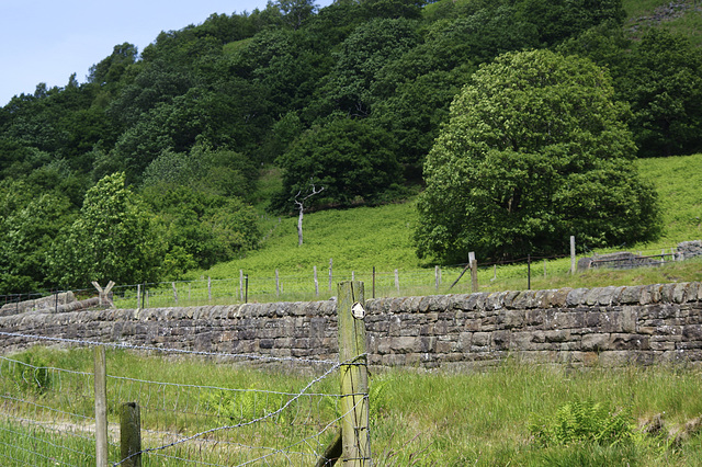 Derbyshire Wildlife Trust Brockholes Wood