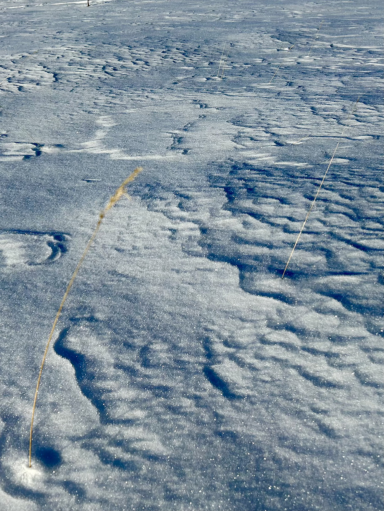 Blades of grass in the snow.