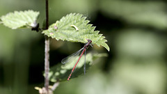 La Petite Nymphe au Corps de Feu
