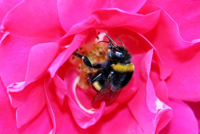 bourdon gourmand