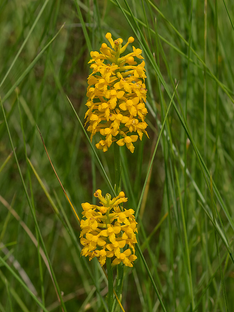 Gymnadeniopsis integra (Yellow fringless orchid)