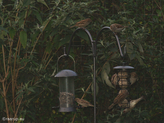 Early birds Early birds