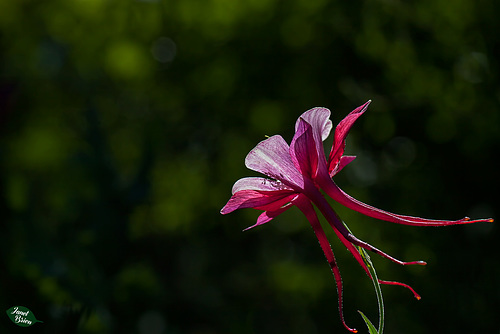 233/366: Amazing Red and White Columbine (+1 in a note)