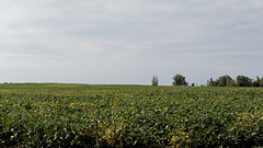 Soybeans in Green