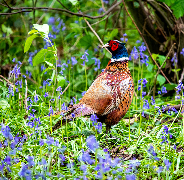 Pheasant