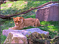 Biopark Valencia, 104