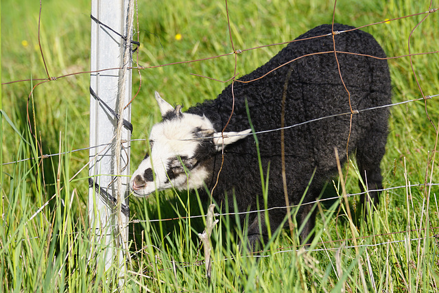 Immer schmeckt das Gras hinter dem Zaun besser...
