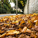 Autumn in Victoria Road