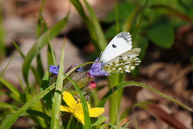 DSC00575-b1