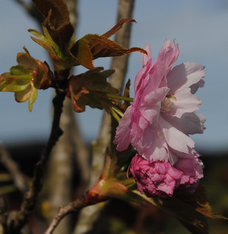 jap. Kirschblüte