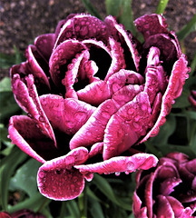 Rain shower tulip.