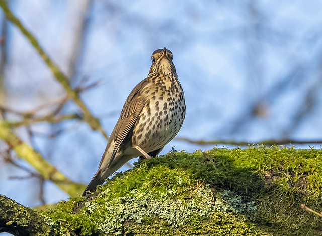 Song thrush