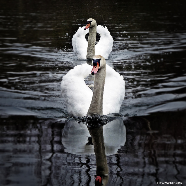 Eheleute Schwan auf Hochzeitsreise