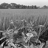 Zinnia in the paddy field