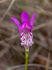 Arethusa bulbosa (Dragon's Mouth orchid)