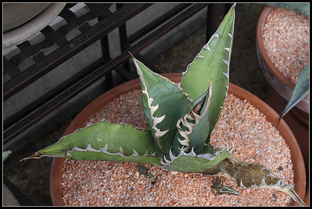 Agave titanota