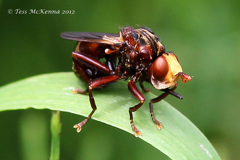 Fly  060 copy (Sicus ferrugineus)