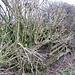 Gate in the hedge, Salt Street