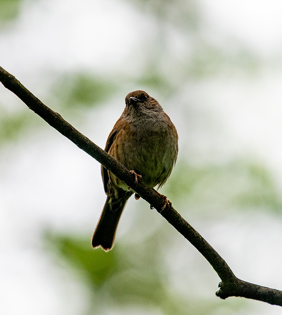 Dunnock