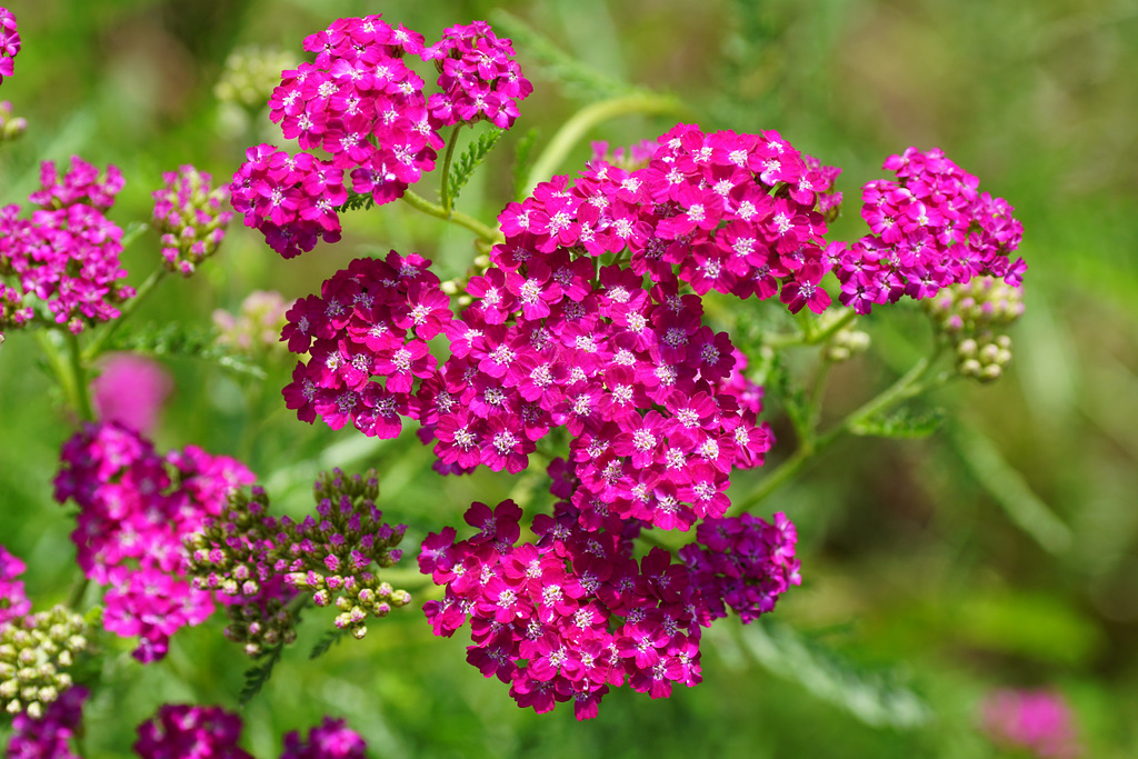 Schafgarbe (Achillea millefolium)