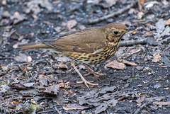 Thrush