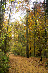 Woodland trail