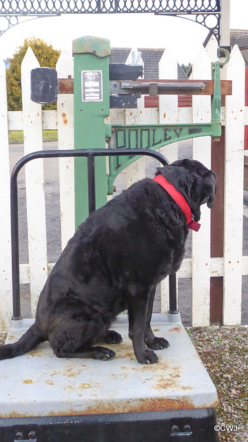 Jet like many ladies does not like to be weighed in public - at the restored Cromdale Railway station!